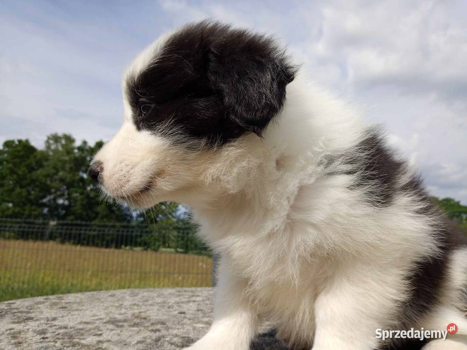 Border Collie FCI do odbioru lekarza weterynarii Pozostałe podkarpackie Dębica sprzedam