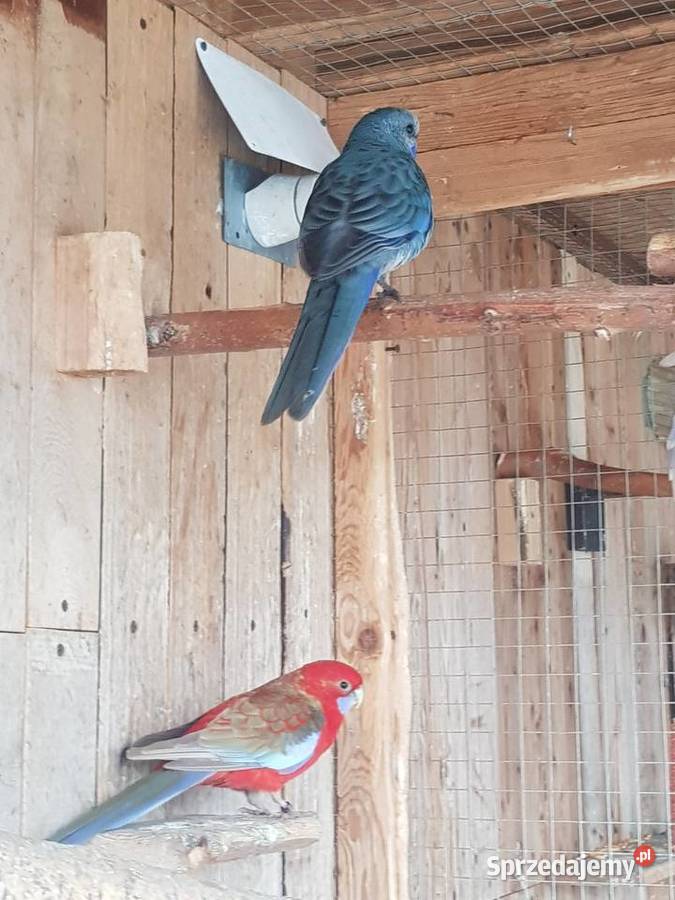 rozelle królewskesprzdam samca na obrące stałej Ptaki mazowieckie sprzedam