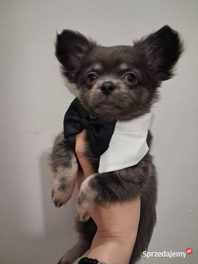 Chihuahua długowłosyhodowla INŻZOOTECHNIKAodbiór