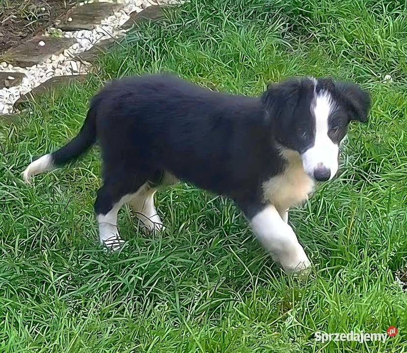 Piękny piesek border collie 5 miesięczny Łódź