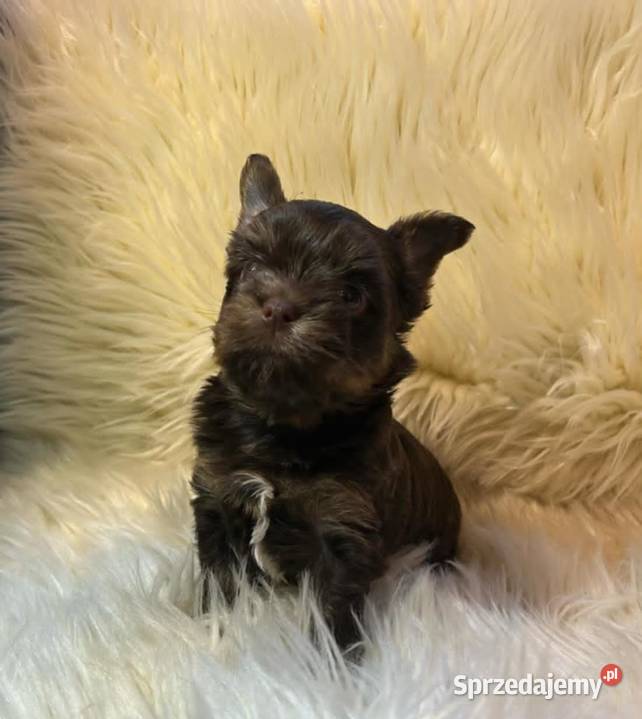 Yorkshire terrier czekoladowy lubelskie Lublin sprzedam