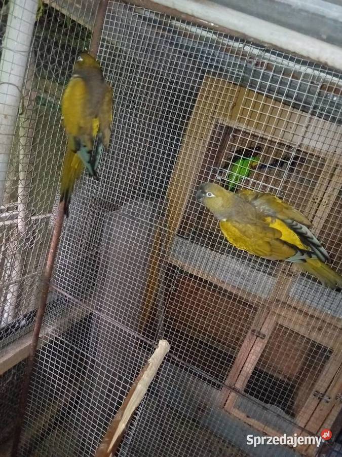 Patagonka patagonki Ptaki Wawrzeńczyce sprzedam