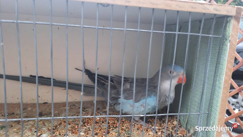 Księżniczki Walii para Swarzędz sprzedam