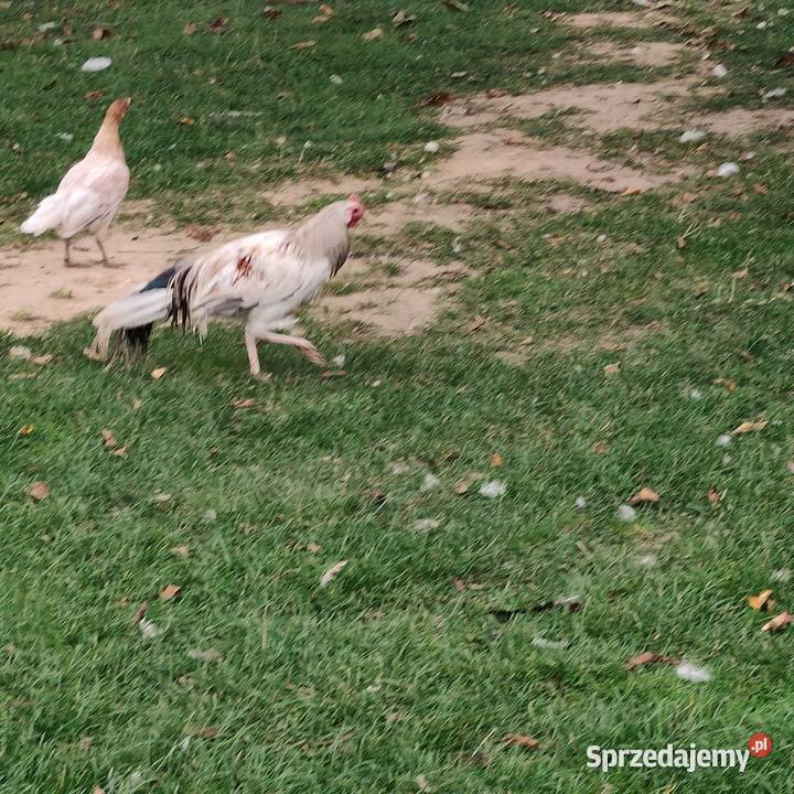 Kogut Feniks wielkopolskie Osieczna sprzedam