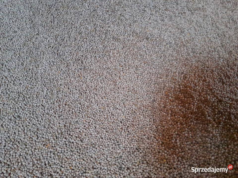 Sprzedam groch paszowy 50 t Bolesławiec