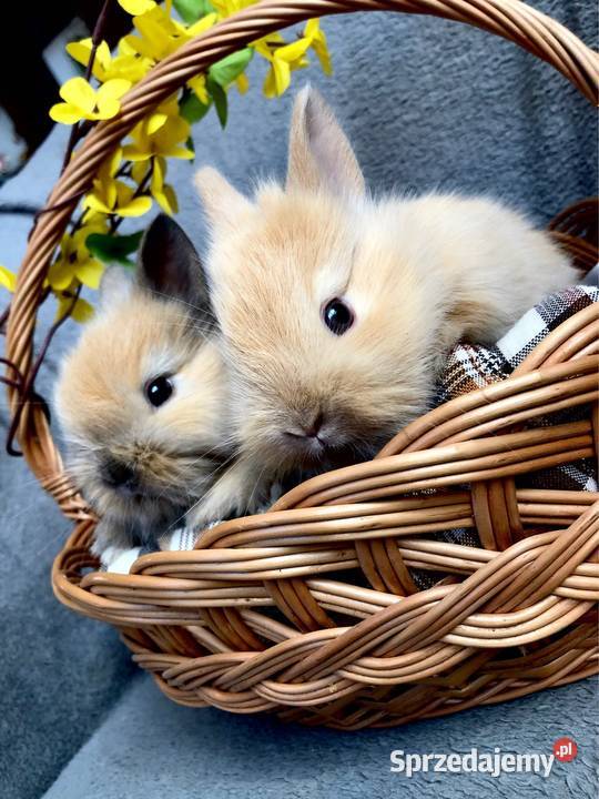 Króliki miniaturki teddy królik miniaturka podkarpackie Glinik Dolny