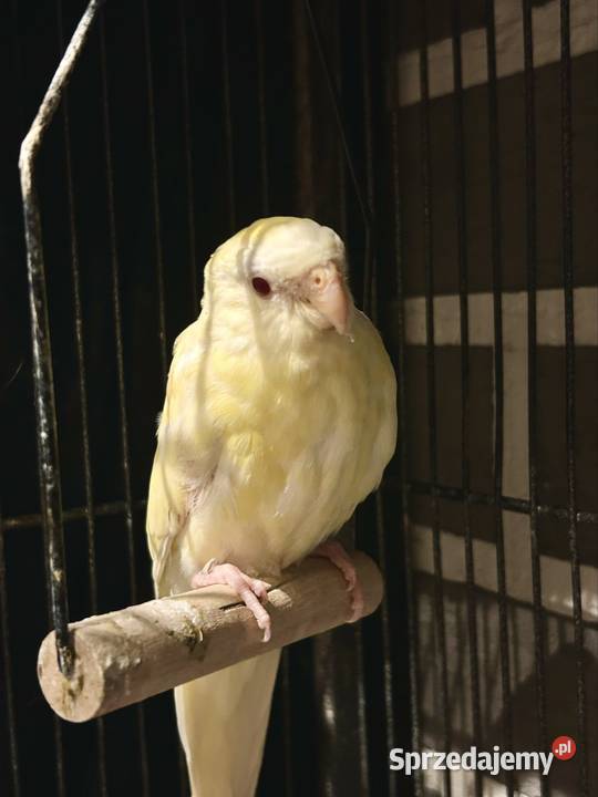 świergotka seledynowa albino Chrzanów