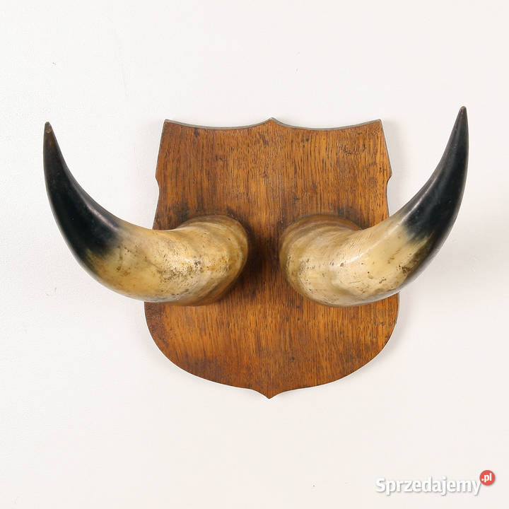 Rogi bawole mazowieckie Radom