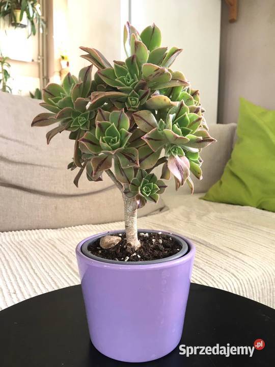 Drzewko Aeonium leucoblepharum Red Stripe sprzedam