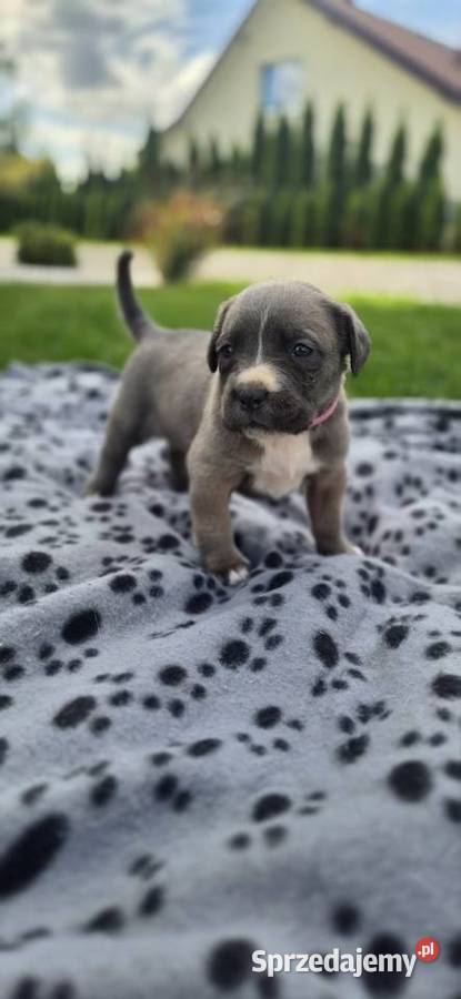 Szczenięta Cane Corso rodowodowe lubelskie Bychawa