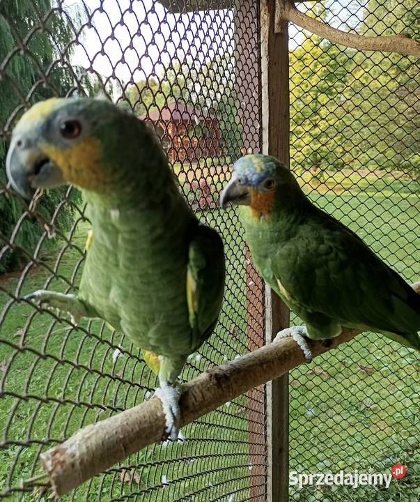 Amazonki kuriki Orzesze