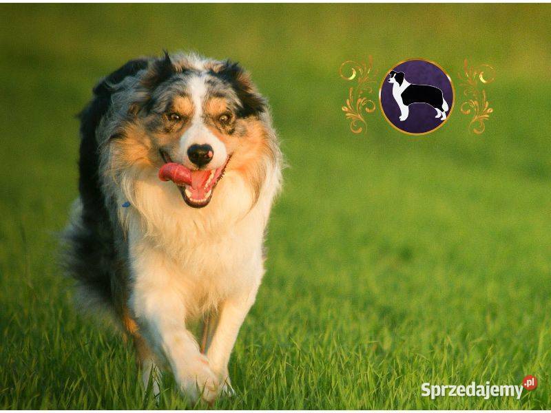 Border Collie Krótkowłose MEGA Pochodzenie FCI Jasienica Rosielna