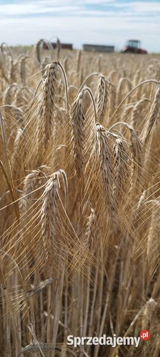 Sprzedam Pszenżyto Zboża