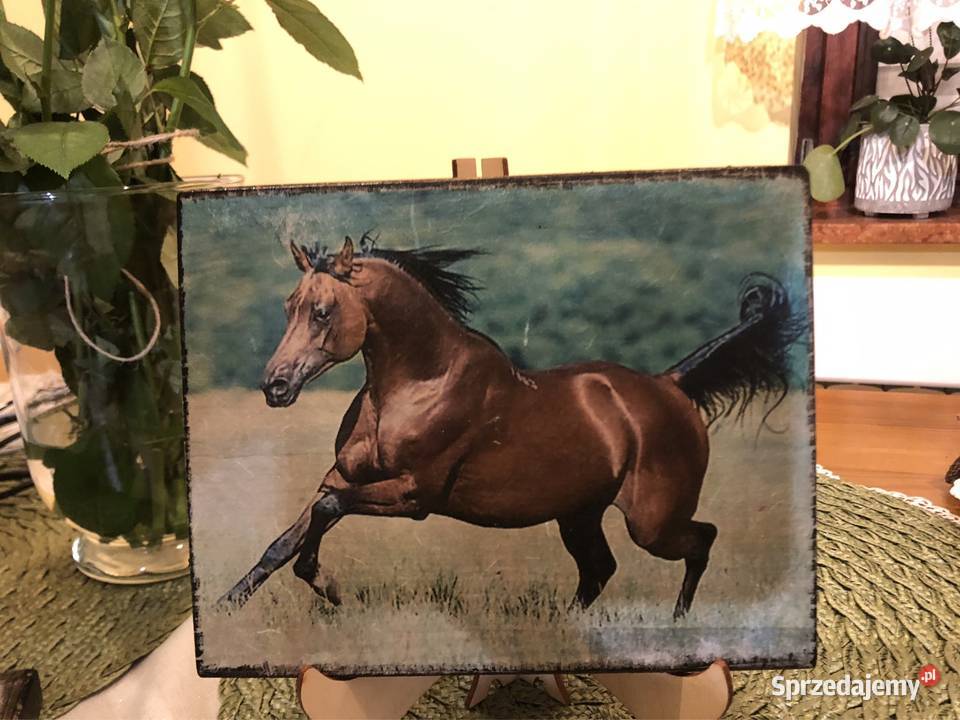 Obrazek na desce miłośnikom koni Strzyżów sprzedam