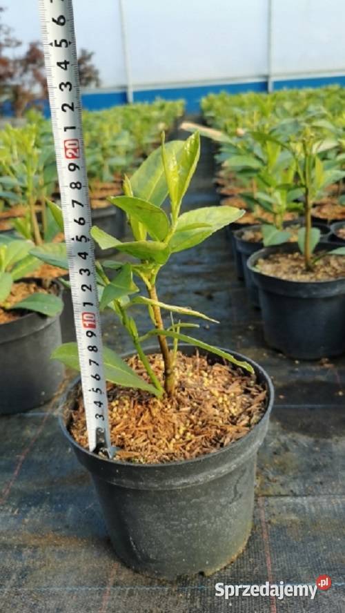Laurowiśnia Wschodnia 'Rotundifolia' 10-25 cm Donica 2L