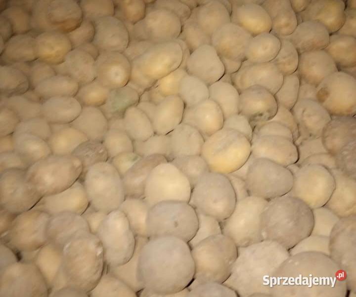Ziemniak sadzeniak 1 Ruda Wołoska