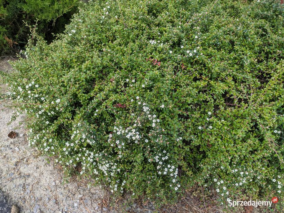 Irga Płożąca zadarniająca duża sadzonka XXL lubelskie Lublin