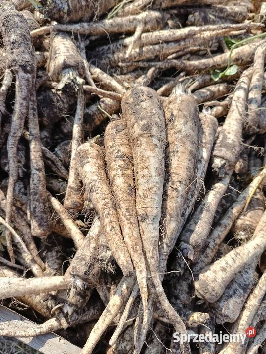 Sprzedam pietruszke Bilno sprzedam