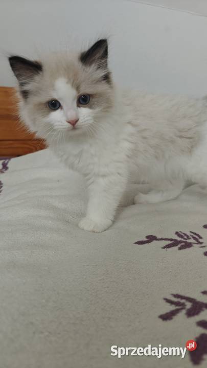 Cudowne kociaki Ragdoll FPL prawdziwy rodowód Lublin