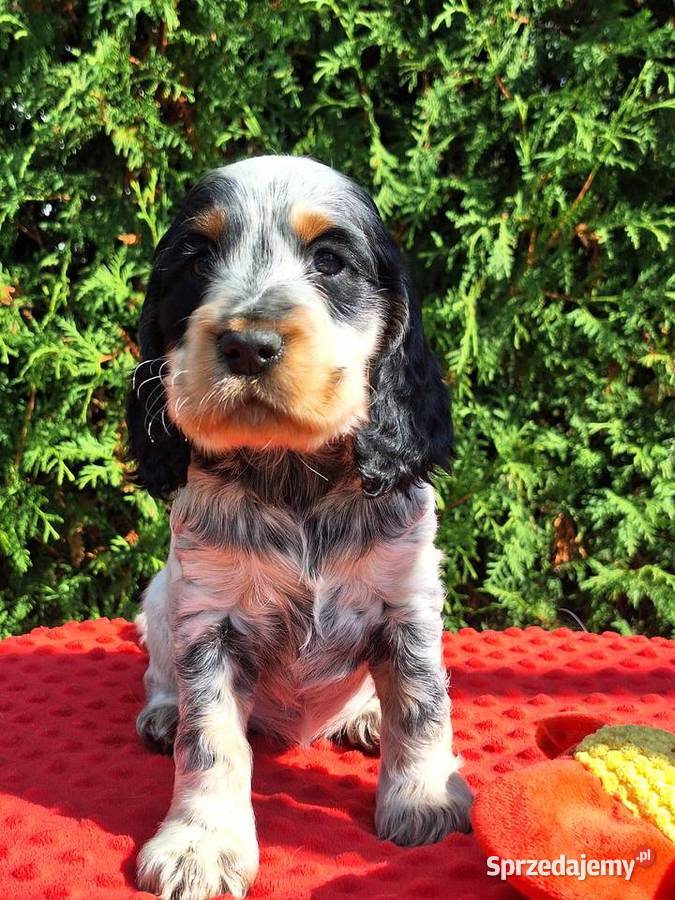 Cocker spaniel angielski Kowal