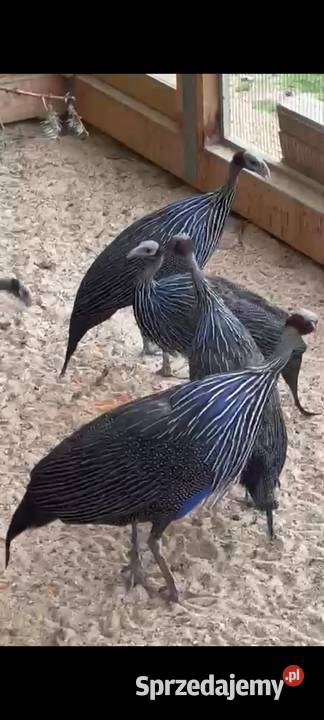 Perlice sępię ptaki egzotyczne Ptaki Dubin