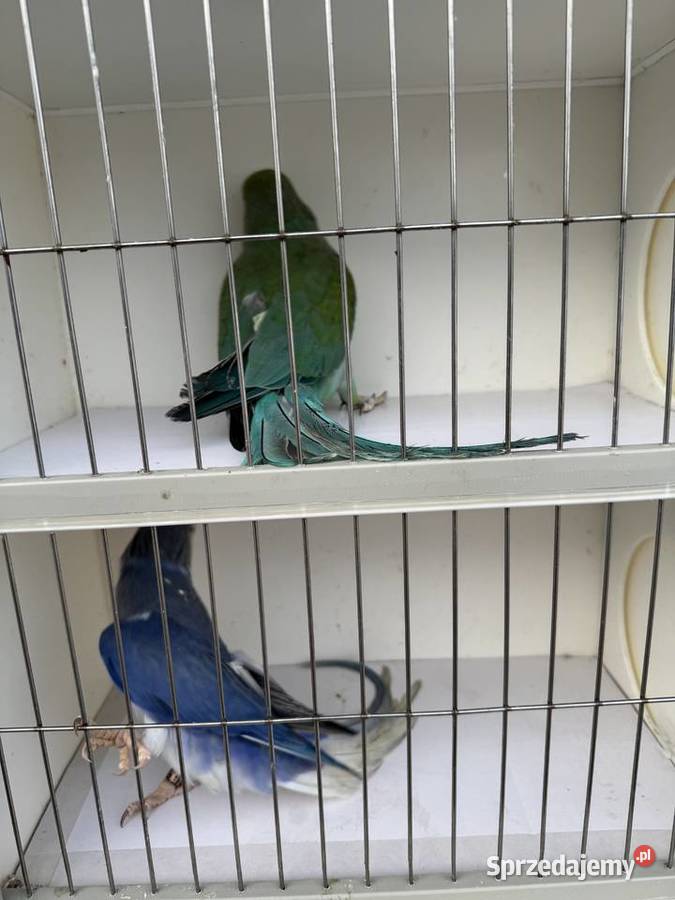 Sprzedam papugi podkarpackie Rzeszów