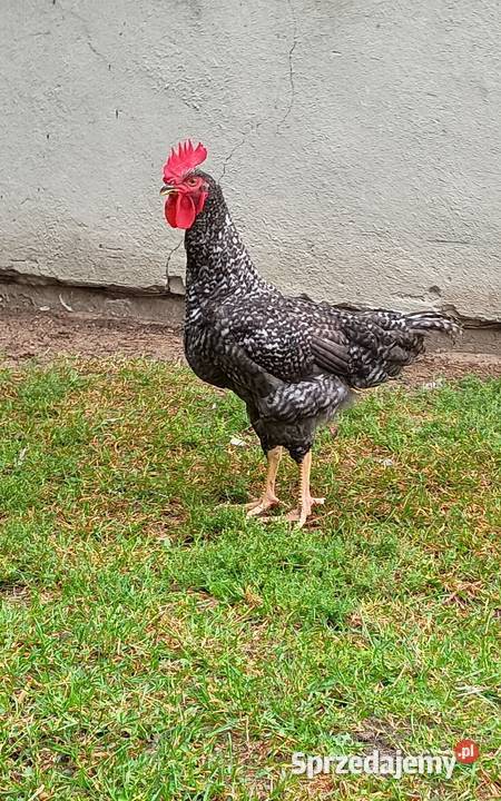 Sprzedam młode koguty Nowe Miasto Lubawskie sprzedam