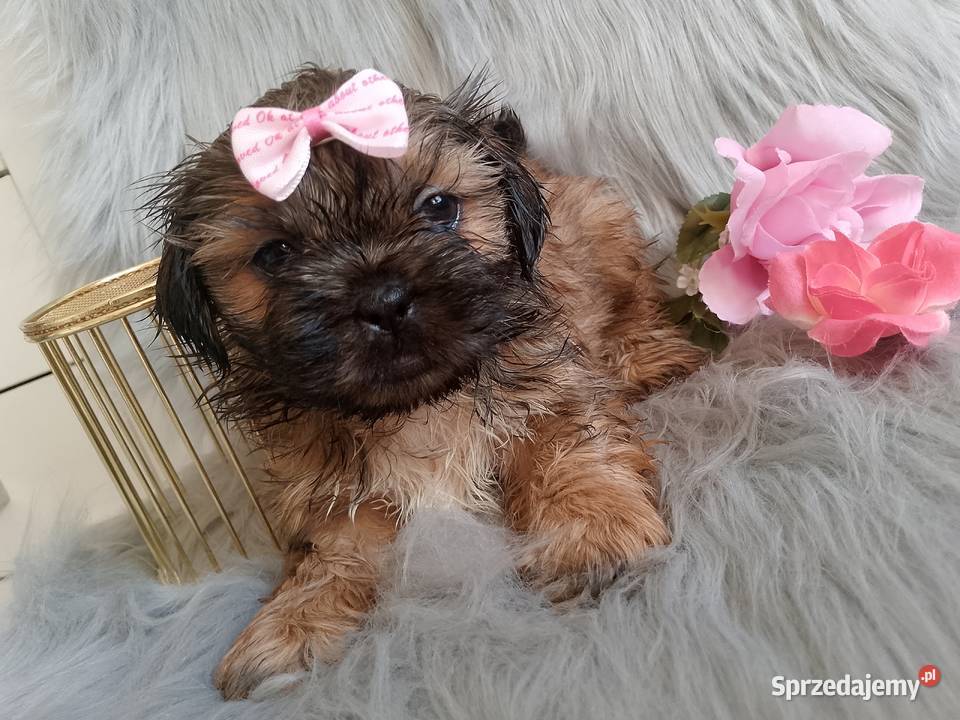 Gotowa do odbioru suczka rasy ShihTzu Syców sprzedam
