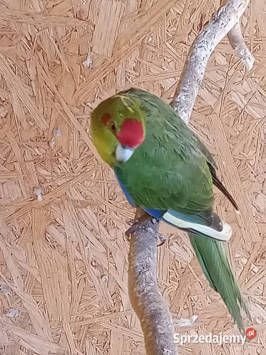 Sprzedam papugi Świergoty i Modrolotki kozy Nowa Bukówka