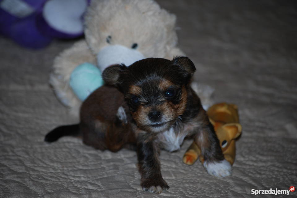 York Miniaturka Łódź sprzedam