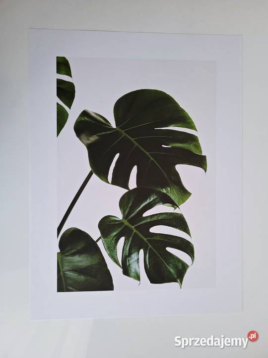 Plakat 30 x 40 monstera rośliny Liszki