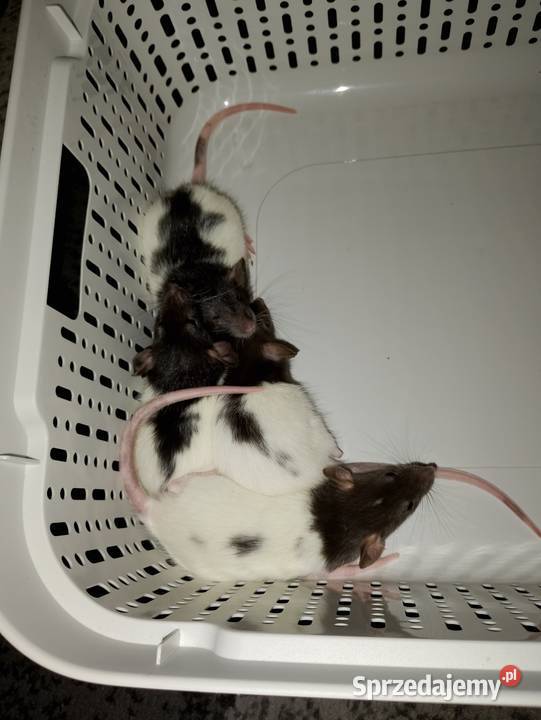 Szczurki dumbo Gryzonie Puławy