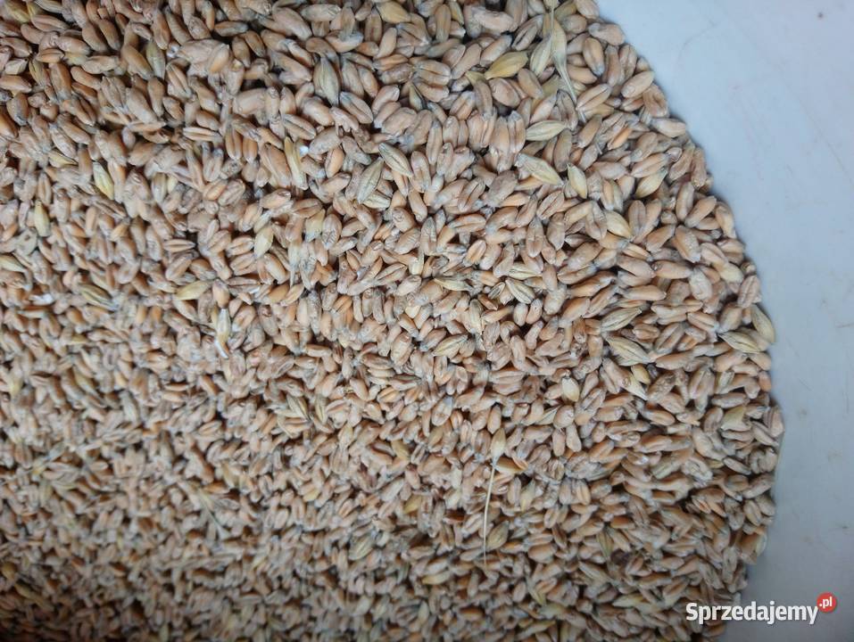 Pszenica elokogiczna jara Monsun Bukowa