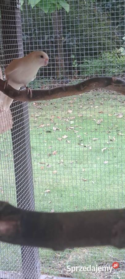 Modrolotki Hrubieszów sprzedam