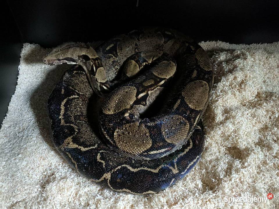 Boa constrictor samica Gady i płazy