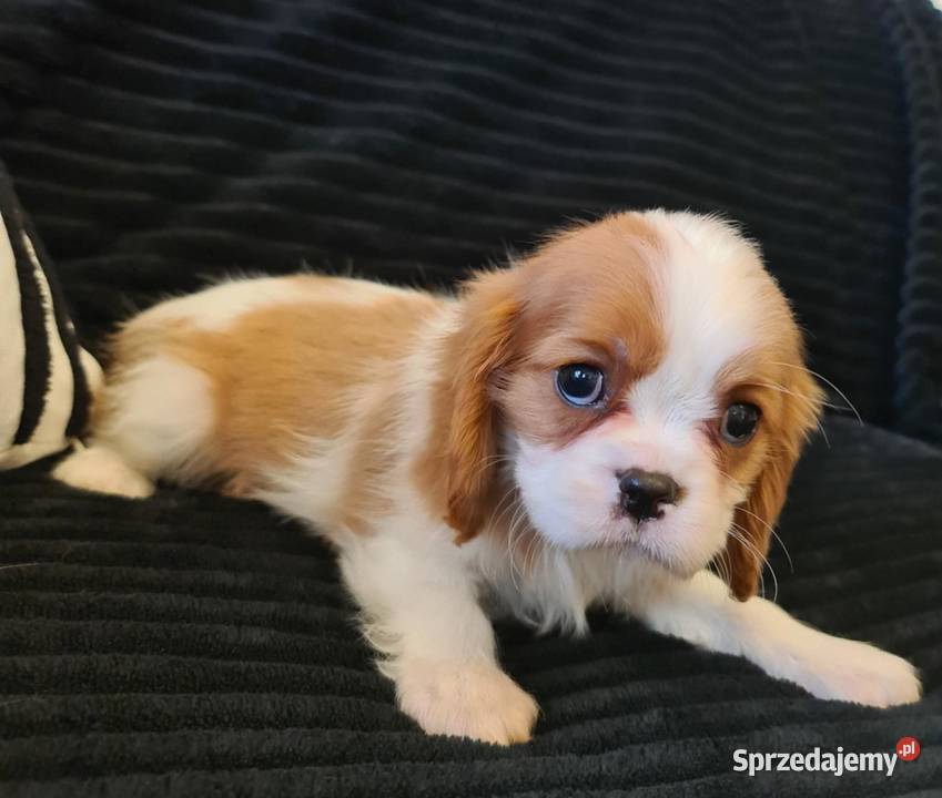 Cavalier sunia z czteropokoleniowym rodowodem sprzedam