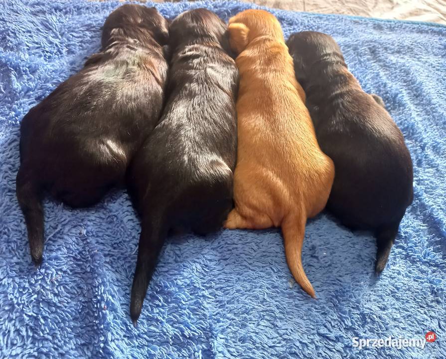 Cocker Spaniel Angielski Możliwość Rezerwacji Jutrosin