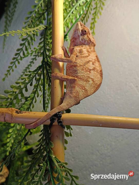 Kameleon Lamparci samce i samice Jawor