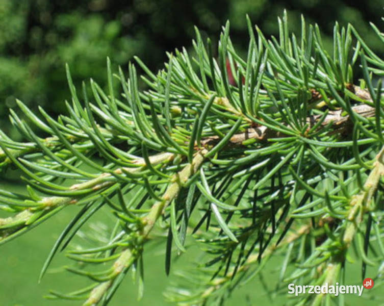 CEDR LIBAŃSKI Cedrus libani NASIONA 150 sztuk Lubanie