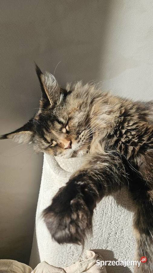 Dorosła kotka Wrocław