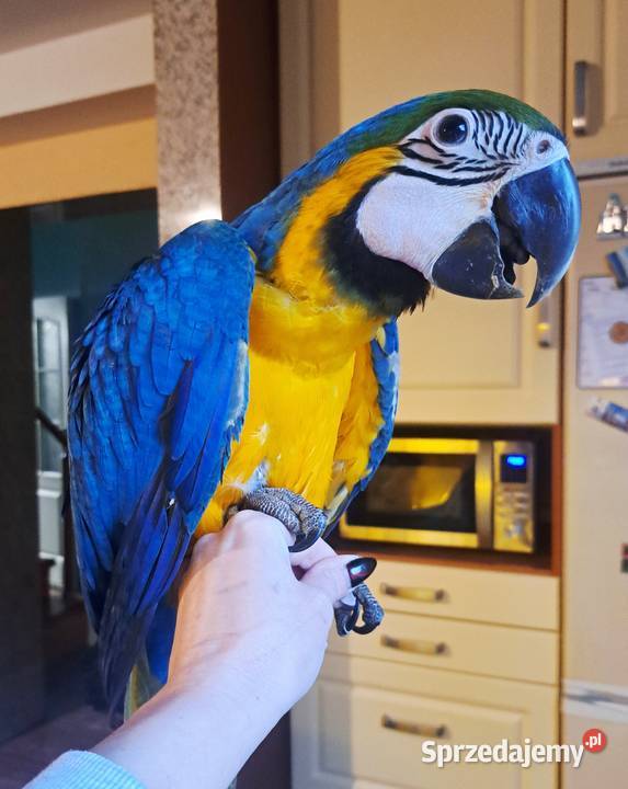 Ara ararauna samce samice 2025