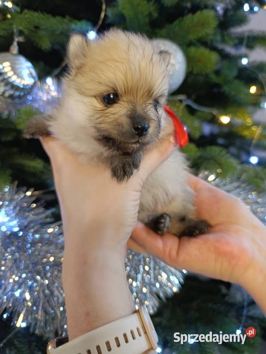Szpic miniaturowy Przepiękny maluchr Szpic miniaturowy Warszawa