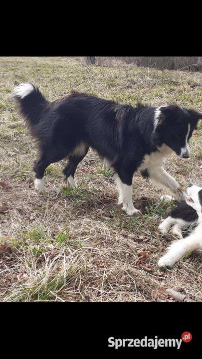 Bolde Collie szczeniaki pomorskie Mrówczyno