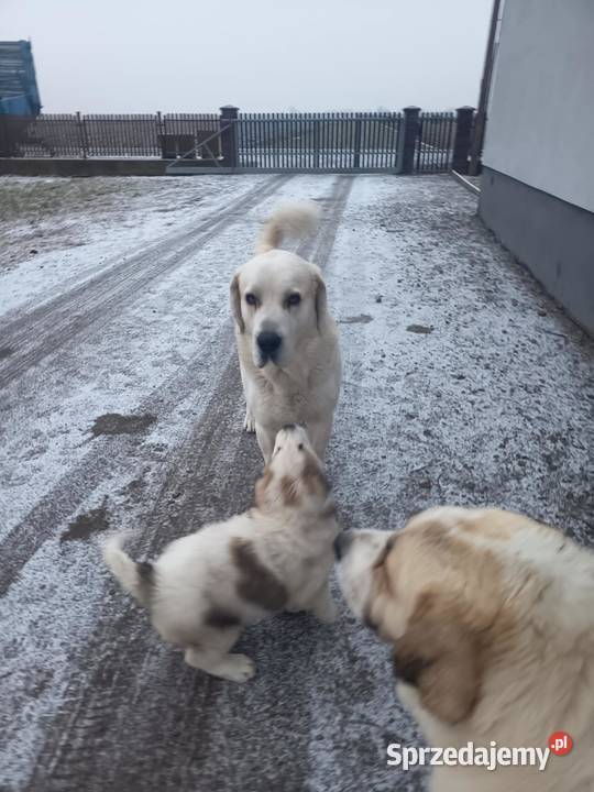 szczeniaki owczarek środkowoazjatycki pieski