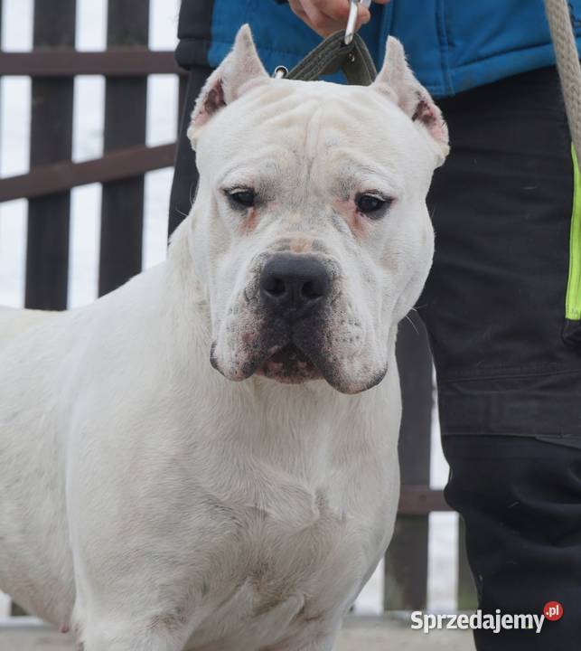 Szczeniaki Dog Argentyński ZKwP FCI Rezerwacja Gończyce