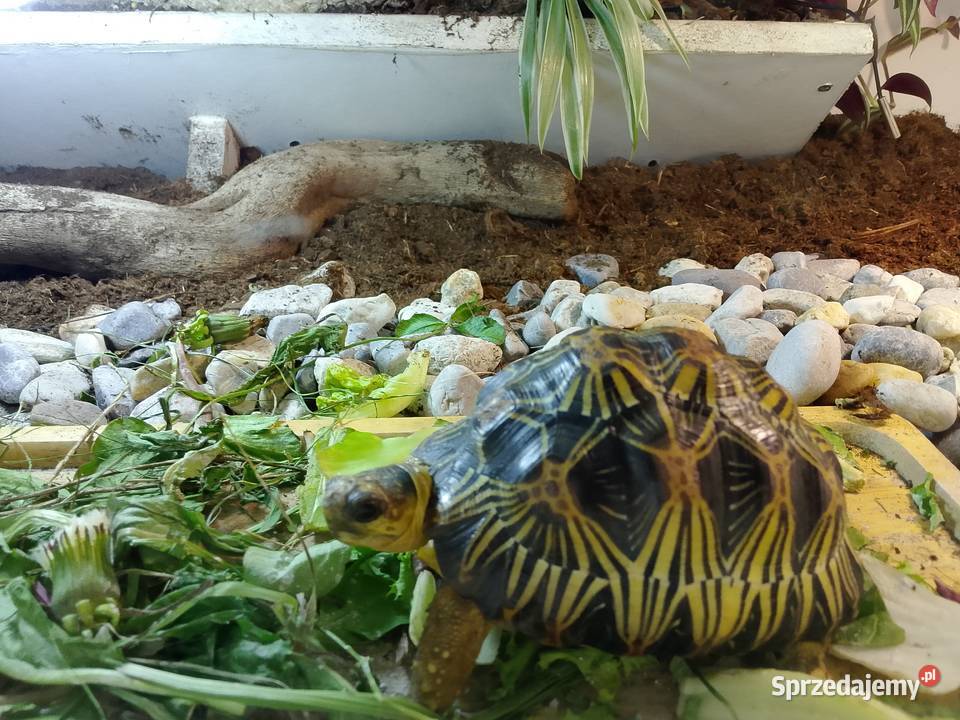 Żółw lądowy promienisty terrarium Gady i płazy