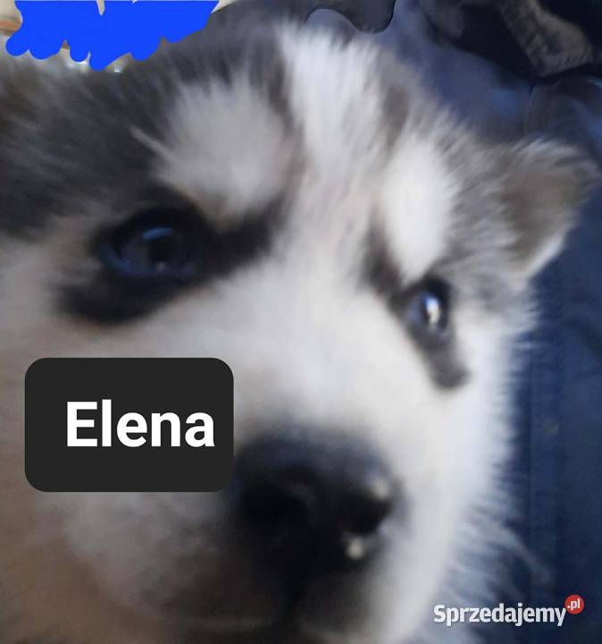 Dostępne szczeniaki rasy Syberian husky Reda