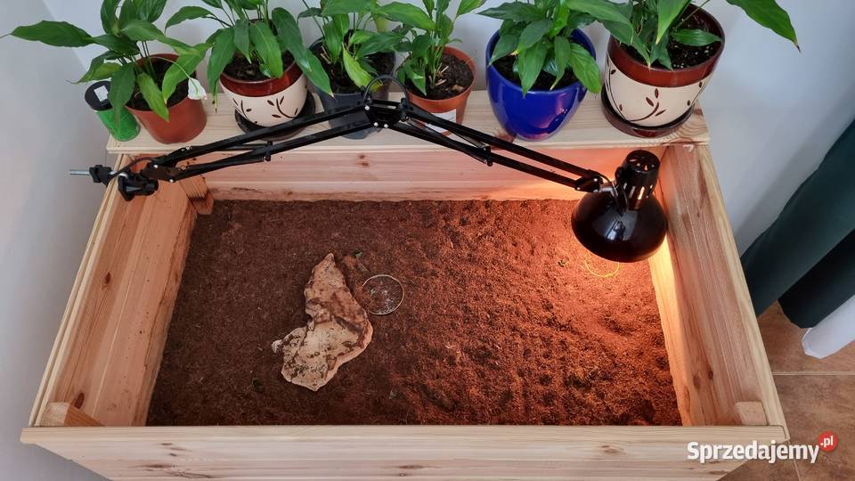 Żółw grecki testudo hermani z terrarium Gogolin sprzedam