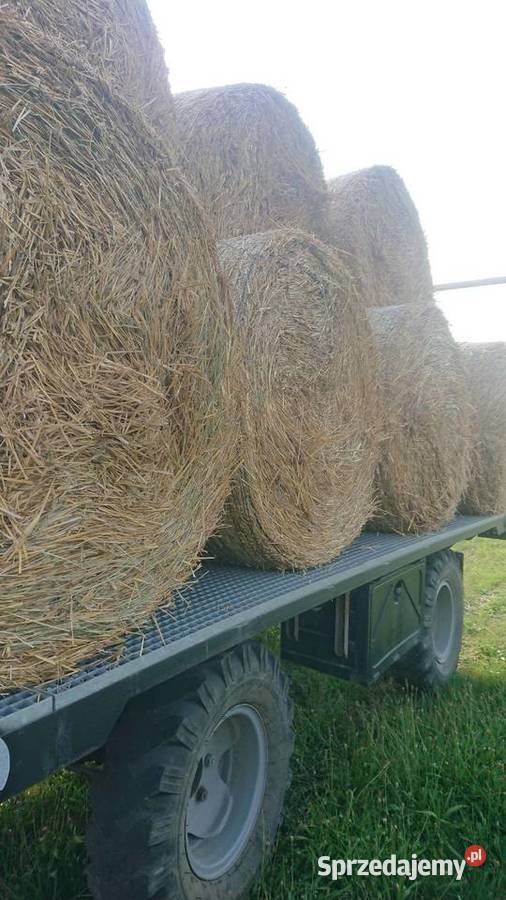 Słoma okrągłe bale 120 120 świeża Wola Zabierzowska