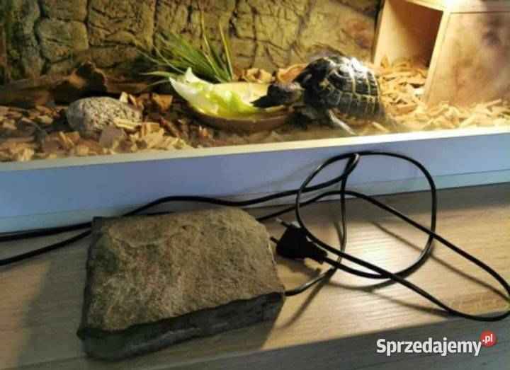 Sprzedam żółwia i terrarium Toruń
